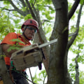 St. Louis Arborist Services: The Complete Guide to Tree Planting
