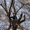 Exploring the Warranties and Guarantees Offered for St. Louis Arborist Services
