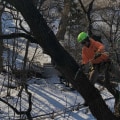 St. Louis Arborist Services: The Importance of Tree Trimming and Pruning