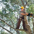 The Comprehensive Guide to St. Louis Arborist Services