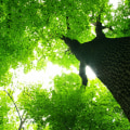 What to Do When You're Not Satisfied with St. Louis Arborist Services