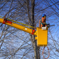 St. Louis Arborist Services: Protecting Trees from Common Diseases and Pests
