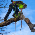 The Importance of Regular Maintenance Visits with a St. Louis Arborist