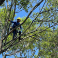 St. Louis Arborist Services: What to Do in a Tree Emergency After Business Hours