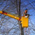 St. Louis Arborist Services: The Importance of Tree Cabling and Bracing