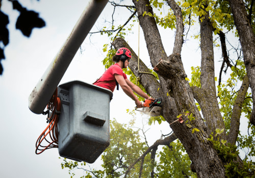 The Ins and Outs of St. Louis Arborist Services: A Comprehensive Guide