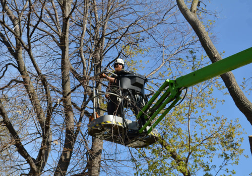 Qualifications and Certifications to Look for in a St. Louis Arborist