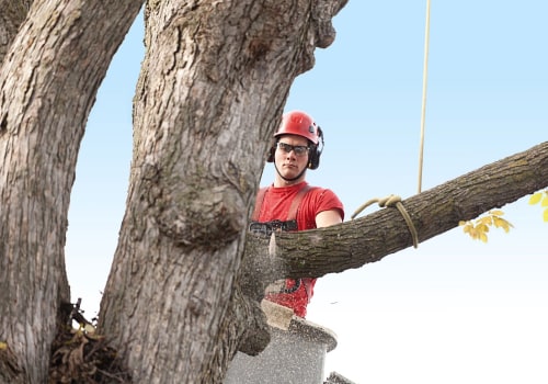 Do I Need to Get Permission from My Neighbors Before Hiring a St. Louis Arborist?