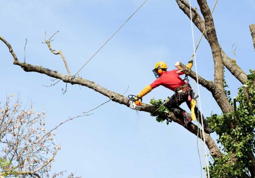 The Ultimate Guide to Hiring a St. Louis Arborist