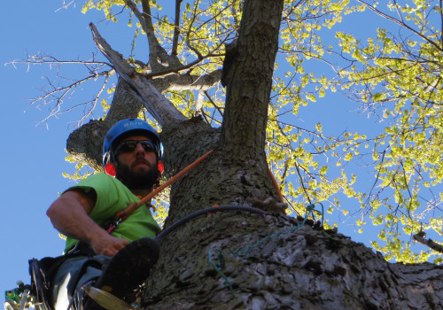 The Importance of Being Present During an Arborist's Visit in St. Louis