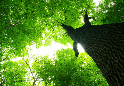 What to Do When You're Not Satisfied with St. Louis Arborist Services