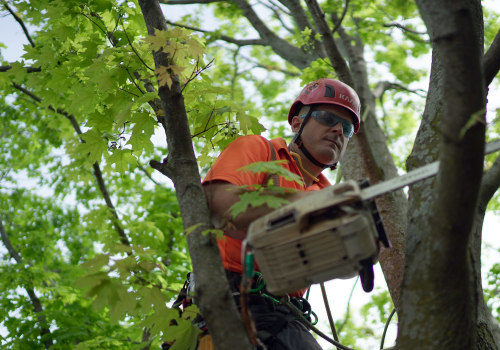 The Best Time of Year to Schedule Arborist Services in St. Louis